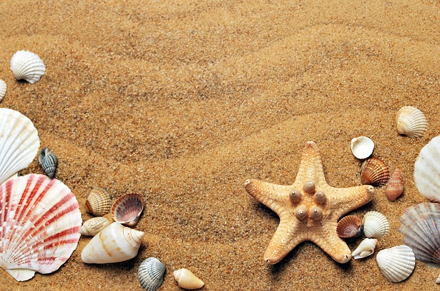 Seashells and a starfish arranged on warm golden sand, used as a summer break header image.